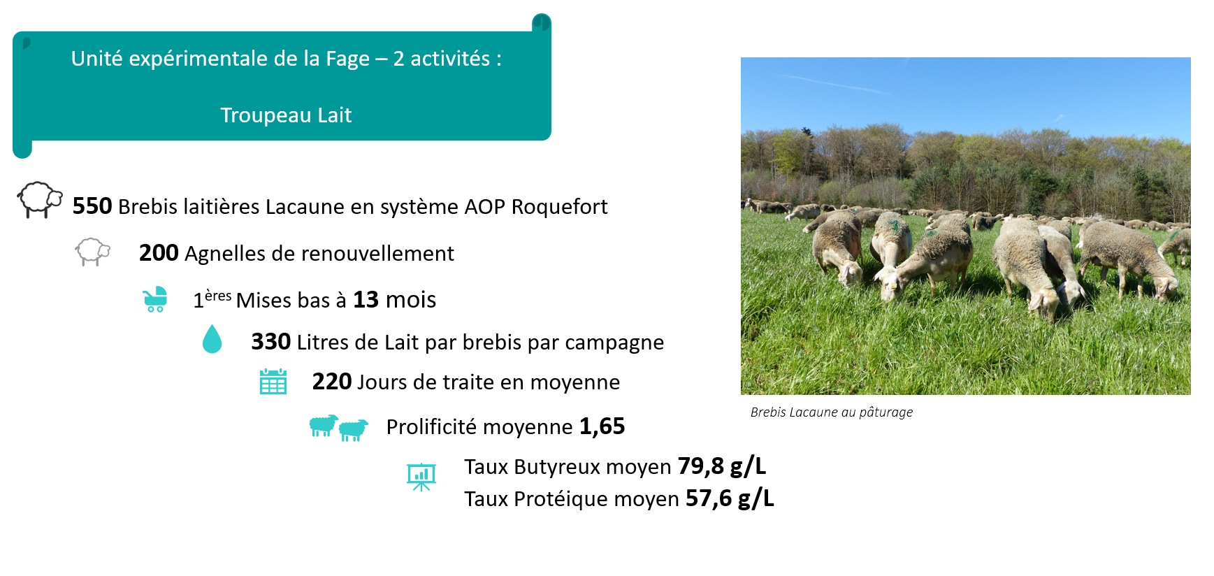 Troupeau lait = 550 brebis laitières Lacaune en système AOP Roquefort - 200 Agnelles de renouvellement - Mises bas à 13 mois - 330 Litres de lait pas brebis par campagne