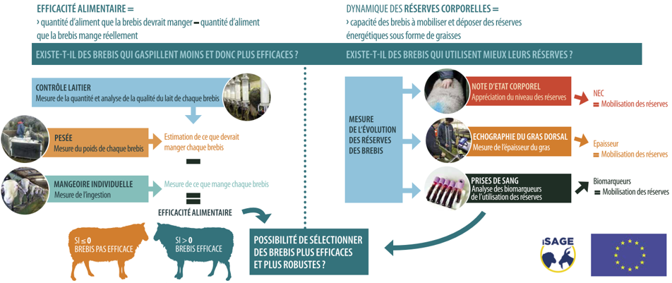 Mesures ISAGE