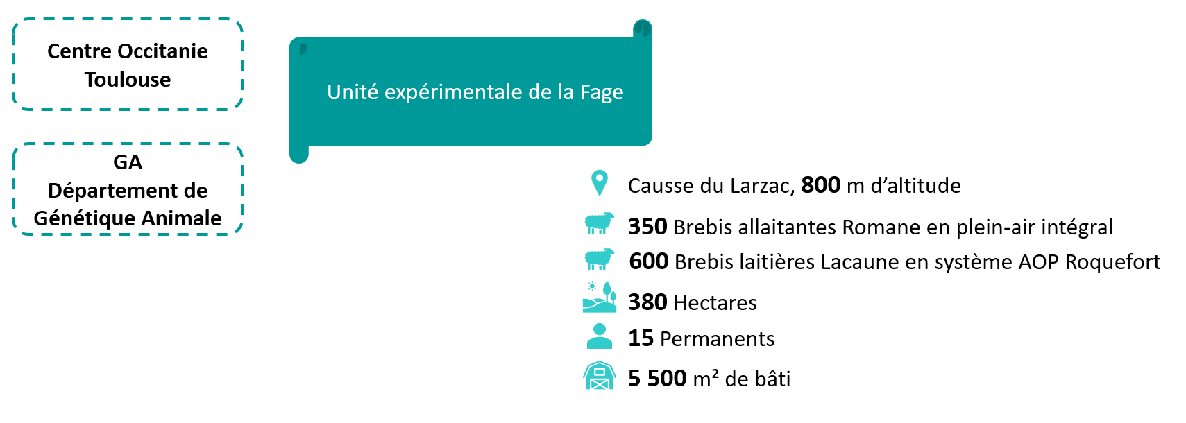 Causse du Larzac 800 mètres d'altitude - 360 brebis allaitantes Romane en plein air intégral - 600 brebis laitières Lacaune en système AOP Roquefort - 380 Hectares - 15 permanents - 5500 m carré de bâti