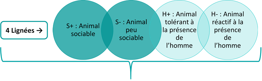 Description des 4 lignées utilisées dans le projet Gencobe : S+ ; S- ; H+ ; H -