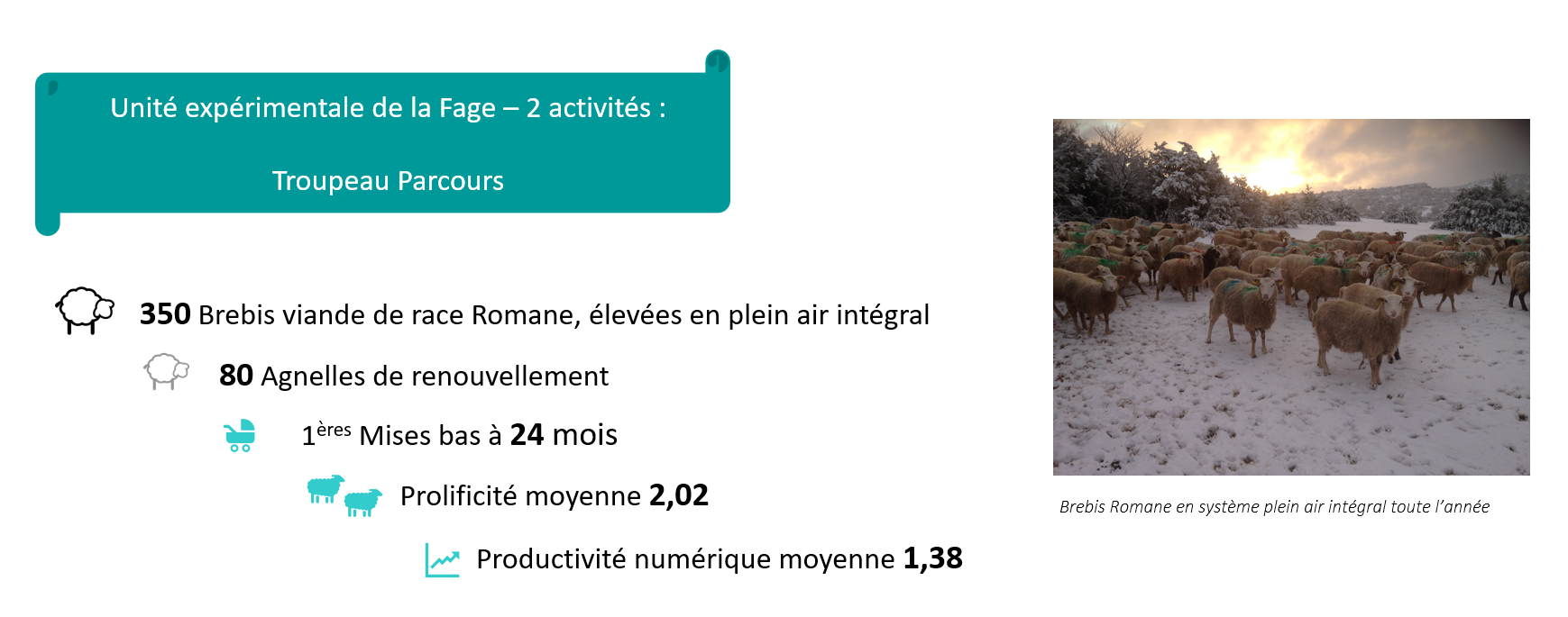 350 brebis viande de race Romane, élevées en plein air intégral - 80 agnelles de renouvellement - Mises bas à 24 mois