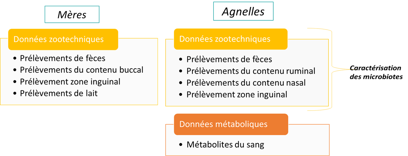 Prélèvements Holoruminant