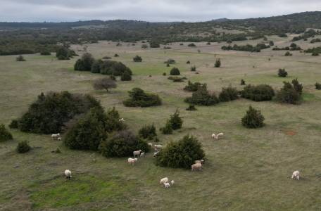 Brebis et leurs agneaux sur parcours - Image drone