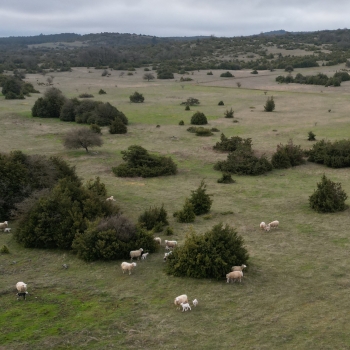 Brebis et leurs agneaux sur parcours - Image drone