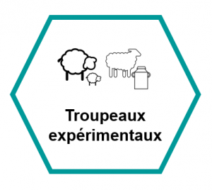 Troupeaux expérimentaux