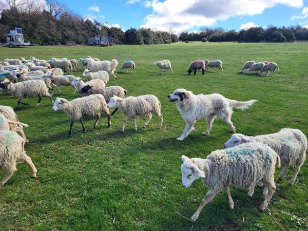 Chiens protections au milieu des agnelles