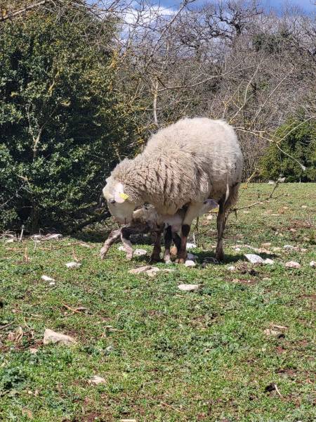 Brebis et son agneau